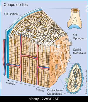 Coupe osseuse. Représentation en vue 3/4 de la structure de l'os avec zoom montrant les différentes cellules qui composent le tissu osseux. Banque D'Images