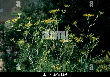 Aneth (Anethum graveolens) plante aromatique. Banque D'Images