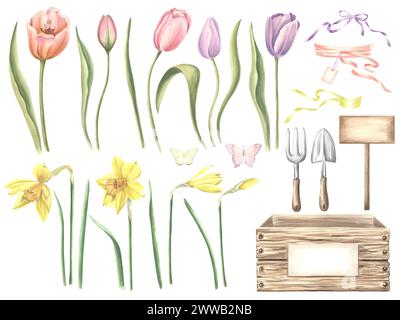 Ensemble aquarelle de tulipes et jonquilles, papillons, caisse avec des outils de jardinage, rubans pour bouquets. Fleurs de printemps d'illustration dessinées à la main isolées Banque D'Images