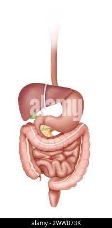 Appareil digestif, en vue antérieure de l'oesophage au rectum. Banque D'Images