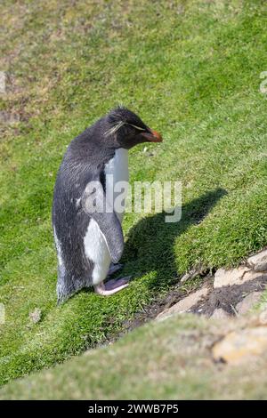 Penguin Rockhopper (Eudyptes chrysocome), grimpant sur une pente herbeuse, île Saunders, Malouines, janvier 2024 Banque D'Images