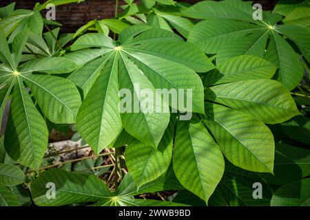 Manioc, Mandioa, manioc, tapiocas (Manihot esculenta), jeunes feuilles vertes. Banque D'Images