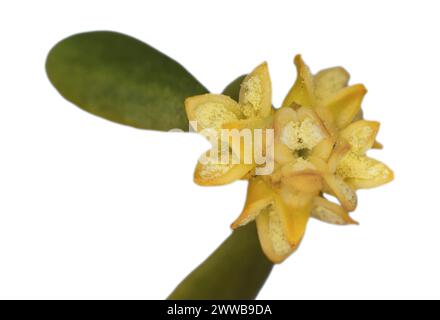 Fleur mâle de gui (Viscum laxum) porteuse de pollen, hémiparasite à tige obligatoire, Valais, Suisse Banque D'Images