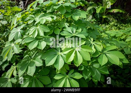 Manioc, Mandioa, manioc, tapiocas (Manihot esculenta), jeunes feuilles vertes. Banque D'Images