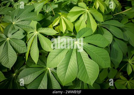 Manioc, Mandioa, manioc, tapiocas (Manihot esculenta), jeunes feuilles vertes. Banque D'Images