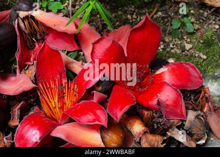Des fleurs rouge foncé richement colorées s'empilent sur le sol après être tombées d'un coton à Hong Kong. Banque D'Images