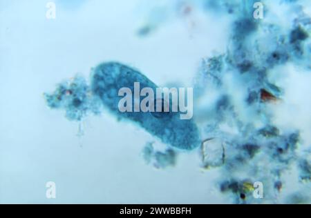 Cette photomicrographie d'un spécimen coloré au trichrome a révélé la présence d'un trophozoïte d'Entamoeba coli. Banque D'Images