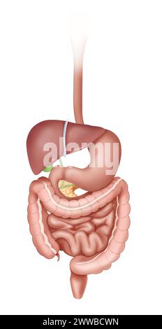 Appareil digestif, en vue antérieure de l'oesophage au rectum. Banque D'Images