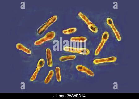 Bactérie Clostridium botulinum (bacille botulique) Banque D'Images