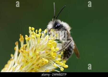 Gros plan naturel sur une abeille minière nycthemeral femelle pelucheuse, Andrena nycthemera assise au-dessus du pollen de saule jaune Banque D'Images