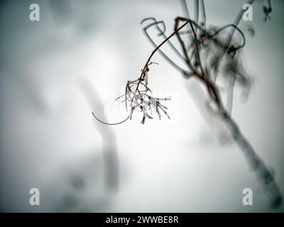 La plante fanée de l'année dernière en hiver, gros plan Banque D'Images