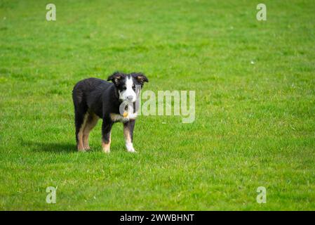 Petit chiot tricolore Border Collie à l'extérieur dans un champ au soleil printanier Banque D'Images