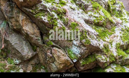 Gros plan de rochers recouverts d'herbe dans un cadre forestier. Banque D'Images