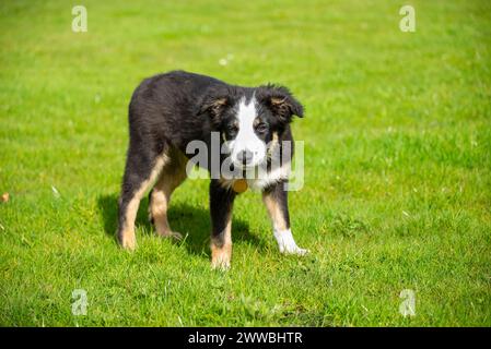 Petit chiot tricolore Border Collie à l'extérieur dans un champ au soleil printanier Banque D'Images