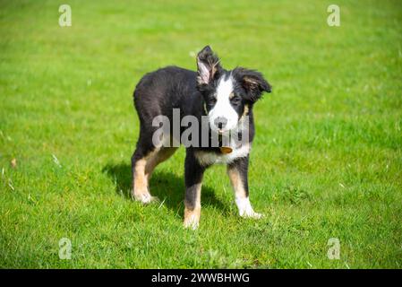 Petit chiot tricolore Border Collie à l'extérieur dans un champ au soleil printanier Banque D'Images