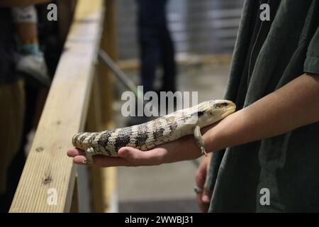 Sydney, Australie. Samedi 23 mars 2024. Le Sydney Royal Easter Show se déroule du 22 mars au 2 avril 2024 au parc olympique de Sydney. Sur la photo : le skink à tonalités bleues (comprend le genre australasien Tiliqua, qui contient certains des plus grands membres de la famille des skink. Ils sont communément appelés lézards à tonalités bleues ou simplement bleues ou bleus). Situé dans le « pavillon pour animaux ». Crédit : RM/Alamy Live News Banque D'Images