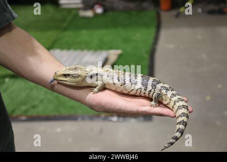 Sydney, Australie. Samedi 23 mars 2024. Le Sydney Royal Easter Show se déroule du 22 mars au 2 avril 2024 au parc olympique de Sydney. Sur la photo : le skink à tonalités bleues (comprend le genre australasien Tiliqua, qui contient certains des plus grands membres de la famille des skink. Ils sont communément appelés lézards à tonalités bleues ou simplement bleues ou bleus). Situé dans le « pavillon pour animaux ». Crédit : RM/Alamy Live News Banque D'Images