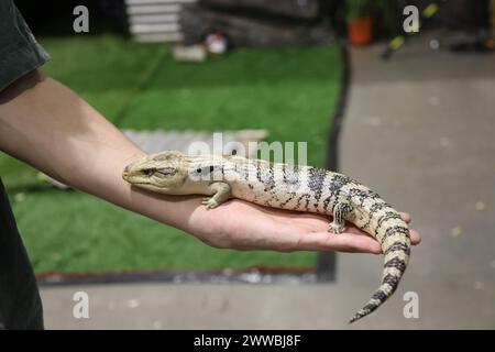 Sydney, Australie. Samedi 23 mars 2024. Le Sydney Royal Easter Show se déroule du 22 mars au 2 avril 2024 au parc olympique de Sydney. Sur la photo : le skink à tonalités bleues (comprend le genre australasien Tiliqua, qui contient certains des plus grands membres de la famille des skink. Ils sont communément appelés lézards à tonalités bleues ou simplement bleues ou bleus). Situé dans le « pavillon pour animaux ». Crédit : RM/Alamy Live News Banque D'Images