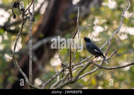 Jungle Myna - Acridotheres fuscus, magnifique oiseau perché timide des forêts et des bois d'Asie du Sud, réserve de tigres de Nagarahole, Inde. Banque D'Images