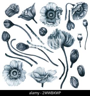 Aquarelle monochrome gris-bleu fleurs de coquelicot, tiges, bourgeons, feuilles, vases pour un bouquet, papillons, baies, rubans, arcs pour cadres, borders, invi Banque D'Images