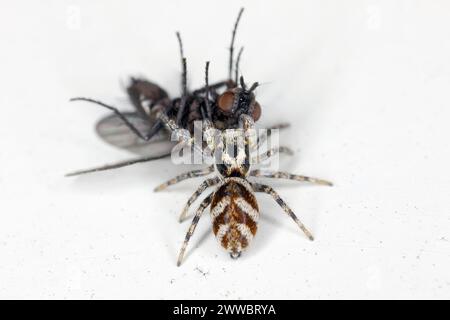 Une araignée sauteuse (Salticus scenicus) avec une mouche chassée sur le rebord de la fenêtre. Banque D'Images