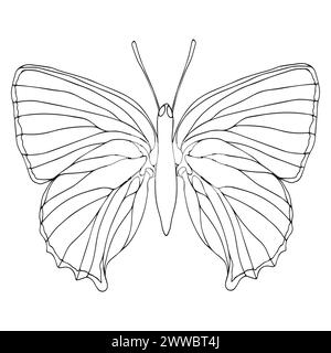 Illustration d'art de ligne d'encre noire papillon. Papillon d'insecte pour la page de coloriage, silhouette de tatouage, autocollants dessinés à la main. Animal magnifique ailé. Vecteur Illustration de Vecteur