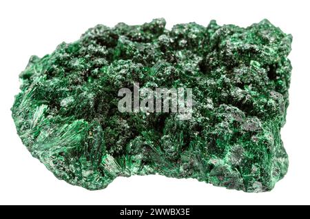 Gros plan d'un échantillon de pierre naturelle de la collection géologique - minéral malachite velours non poli isolé sur fond blanc du Katanga, Congo Banque D'Images