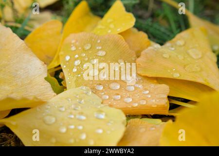 Feuilles d'automne, feuilles de ginkgo Banque D'Images