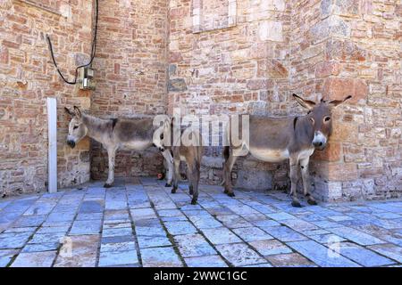 Ânes dans une église de Pustec, parc national de Prespa en Albanie Banque D'Images