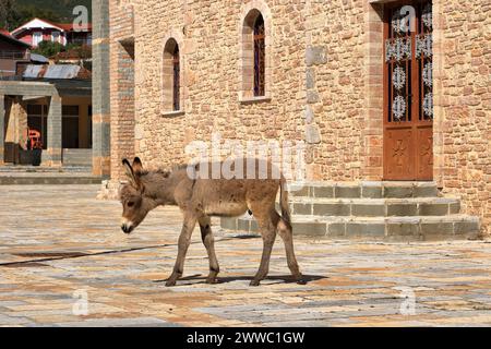 Ânes dans une église de Pustec, parc national de Prespa en Albanie Banque D'Images