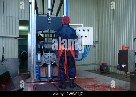 À l'abattoir. Boucher debout devant une superbe porte d'enclos, une caw à l'intérieur de l'enclos après l'abattage. Banque D'Images