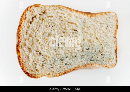 Tranche de pain de blé gâté avec de la moisissure isolée sur un fond blanc Banque D'Images