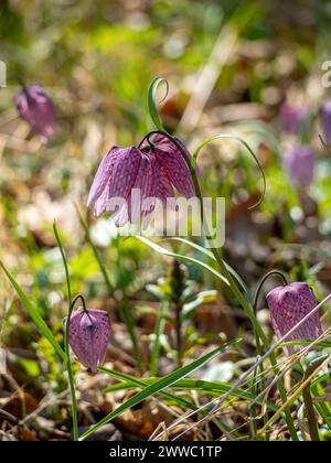 Charmante fleur printanière Fritillaria meleagris connue sous le nom de tête de serpent, fleur d'échecs, grenouille-coupe ou fritillaire dans son écosystème naturel, gros plan photo Banque D'Images