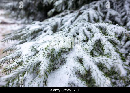 Größer könnten die Wettergegensätze nicht sein. Nach einem schon fast frühsommerlichen Freitag von Temperaturen bis 21 ÂC folgt der Kälteabsturz am Samstag. UM über 20 ÂC Sank das thermomètre. IM Erzgebirge Gab es sogar Luftfrost und Schneefall. Ein markanter Kälteeinbruch brachte sogar den Winter zurück. Die Menschen erwischte es eiskalt. Mütze und Handschuhe waren auf dem Fichtelberg Pflicht. Dazu Gab es heftige Sturmböen. Die gefühlte Temperatur lag BEI unter - 5 ÂC. Einige Frühblüher wurden von etwas Schnee bedeckt. Und auch die Winterausrüstung sollte noch nicht abgeschrieben werden. AM S. Banque D'Images