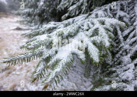 Größer könnten die Wettergegensätze nicht sein. Nach einem schon fast frühsommerlichen Freitag von Temperaturen bis 21 ÂC folgt der Kälteabsturz am Samstag. UM über 20 ÂC Sank das thermomètre. IM Erzgebirge Gab es sogar Luftfrost und Schneefall. Ein markanter Kälteeinbruch brachte sogar den Winter zurück. Die Menschen erwischte es eiskalt. Mütze und Handschuhe waren auf dem Fichtelberg Pflicht. Dazu Gab es heftige Sturmböen. Die gefühlte Temperatur lag BEI unter - 5 ÂC. Einige Frühblüher wurden von etwas Schnee bedeckt. Und auch die Winterausrüstung sollte noch nicht abgeschrieben werden. AM S. Banque D'Images