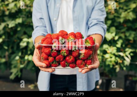 Gros plan des mains femelle méconnaissable tenant une boîte avec des fraises fraîches. Plan recadré de mains tenant une boîte transparente pleine de fraises. Banque D'Images