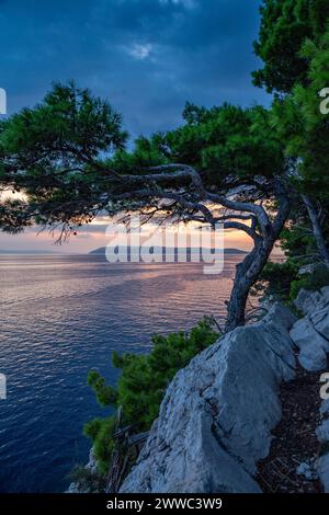 Baie de Makarska Riviera au crépuscule avec arbre en premier plan Banque D'Images