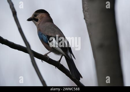 Jay, Garrulus glandarius, oiseau unique sur la branche Banque D'Images