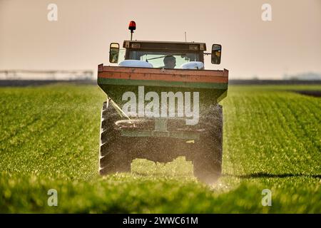 Tracteur épandant l'engrais à travers le pulvérisateur de récolte sur le blé dans le champ Banque D'Images