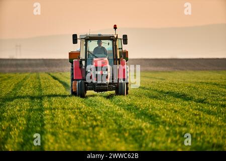 Jeune agriculteur dans le tracteur fertilisant les cultures dans le champ vert Banque D'Images