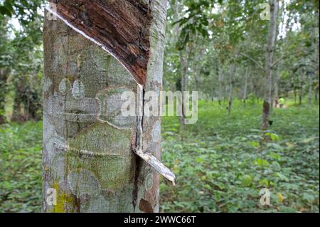 GHANA, Nkawkaw, ferme d'arbres à caoutchouc de petit agriculteur / GHANA, Kautschuk Anbau, Kautschukwald eines Kleinbauern Banque D'Images