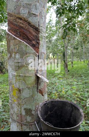 GHANA, Nkawkaw, ferme d'arbres à caoutchouc de petit agriculteur / GHANA, Kautschuk Anbau, Kautschukwald eines Kleinbauern Banque D'Images