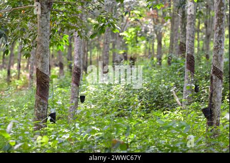 GHANA, Nkawkaw, ferme d'arbres à caoutchouc de petit agriculteur / GHANA, Kautschuk Anbau, Kautschukwald eines Kleinbauern Banque D'Images