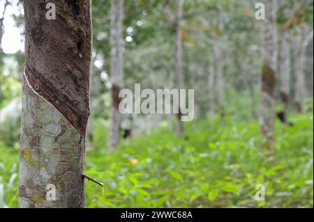 GHANA, Nkawkaw, ferme d'arbres à caoutchouc de petit agriculteur / GHANA, Kautschuk Anbau, Kautschukwald eines Kleinbauern Banque D'Images