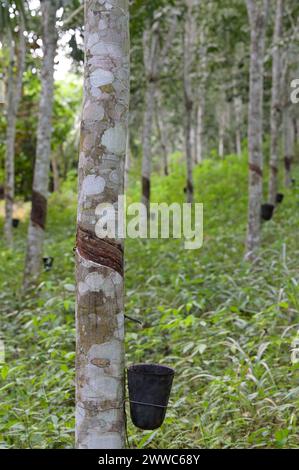 GHANA, Nkawkaw, ferme d'arbres à caoutchouc de petit agriculteur / GHANA, Kautschuk Anbau, Kautschukwald eines Kleinbauern Banque D'Images