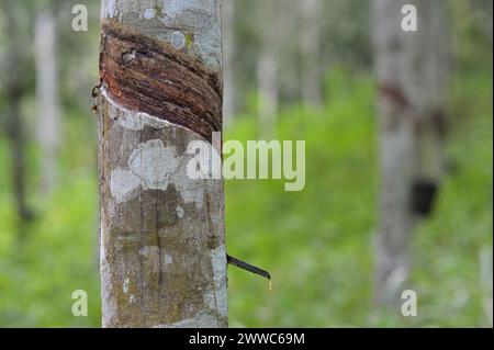 GHANA, Nkawkaw, ferme d'arbres à caoutchouc de petit agriculteur / GHANA, Kautschuk Anbau, Kautschukwald eines Kleinbauern Banque D'Images