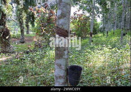 GHANA, Nkawkaw, ferme d'huile de palme et de caoutchouc de petit agriculteur / GHANA, Palmöl und Kautschuk Anbau, ferme eines Kleinbauern Banque D'Images