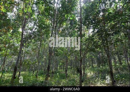 GHANA, Nkawkaw, ferme d'arbres à caoutchouc de petit agriculteur / GHANA, Kautschuk Anbau, Kautschukwald eines Kleinbauern Banque D'Images