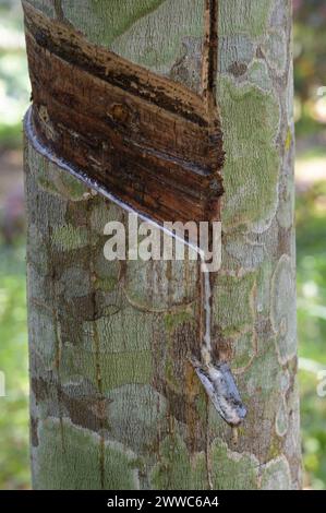 GHANA, Nkawkaw, ferme d'arbres à caoutchouc de petit agriculteur / GHANA, Kautschuk Anbau, Kautschukwald eines Kleinbauern Banque D'Images