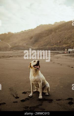 Chien Labrador assis sur le sable à la plage Banque D'Images